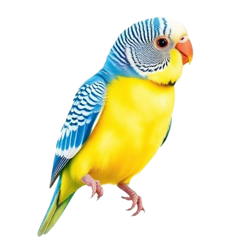Budgerigar